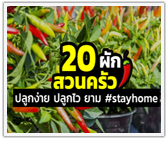 รวม 20 ผักสวนครัว ปลูกง่าย ปลูกไว ยาม stay home