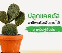 ปลูกแคคตัส อาชีพเสริมเพิ่มรายได้! (สำหรับผู้เริ่มต้น) รุ่นที่ 11